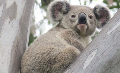 A koala sitting in a tree 